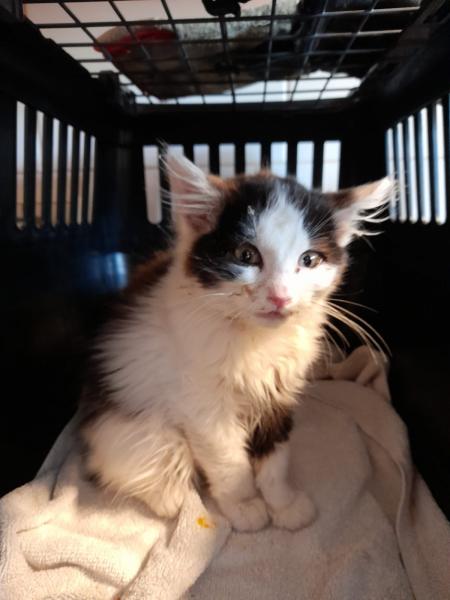 Europäische Hauskatze