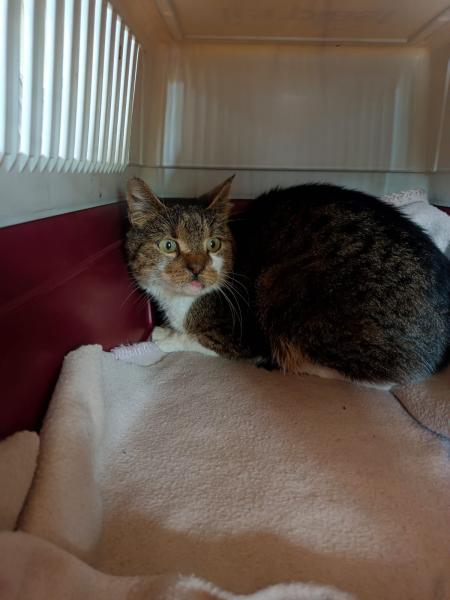 Europäische Hauskatze