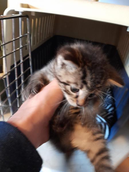 Europäische Hauskatze