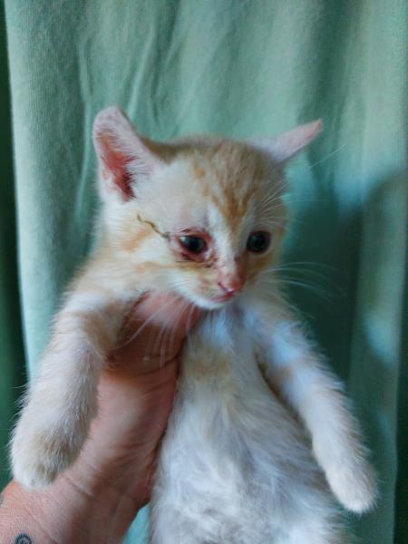 Europäische Hauskatze