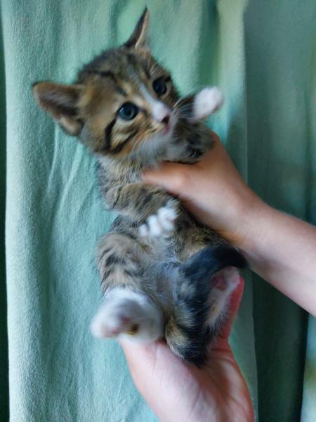 Europäische Hauskatze