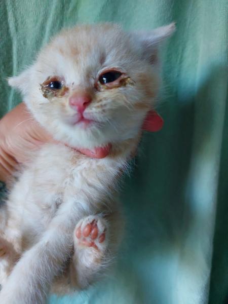 Europäische Hauskatze