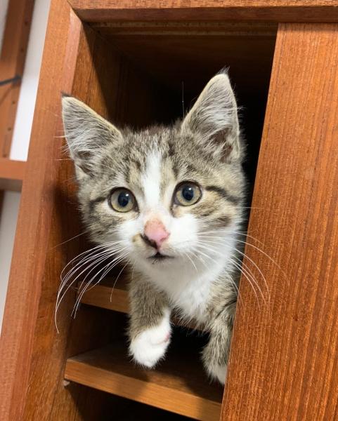 Europäische Hauskatze