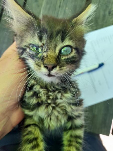 Europäische Hauskatze