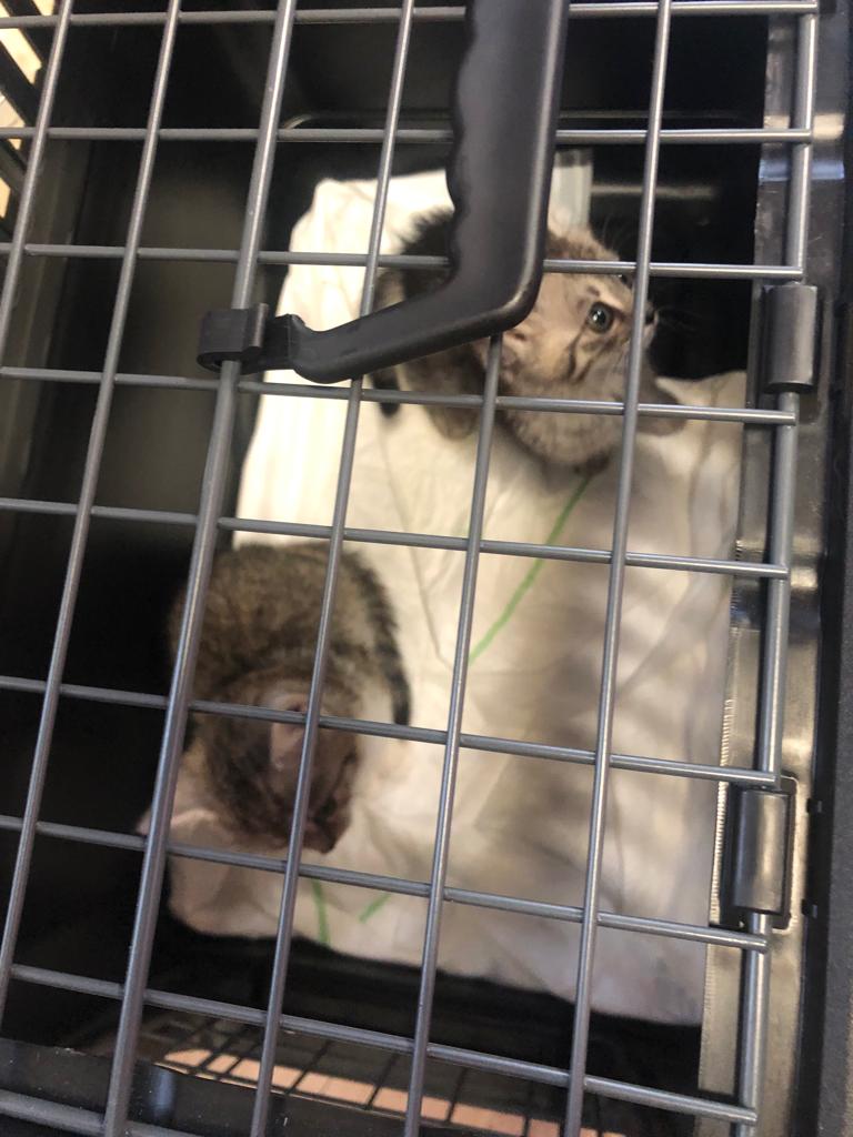 Europäische Hauskatze