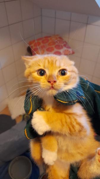 Europäische Hauskatze