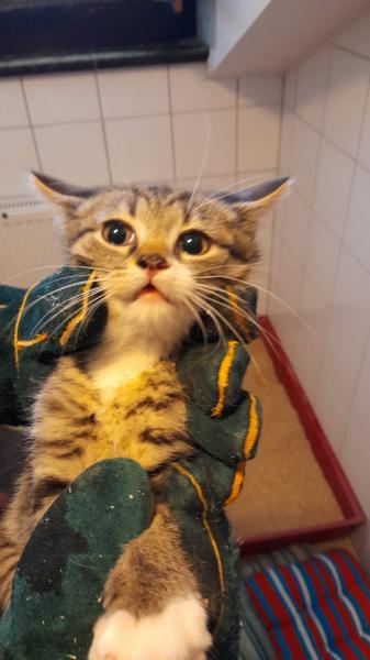 Europäische Hauskatze