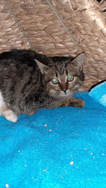 Europäische Hauskatze