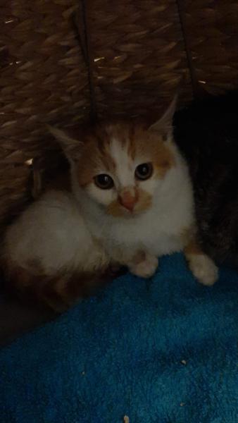 Europäische Hauskatze