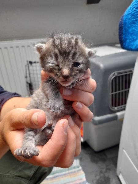 Europäische Hauskatze