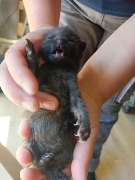 Europäische Hauskatze