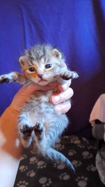 Europäische Hauskatze