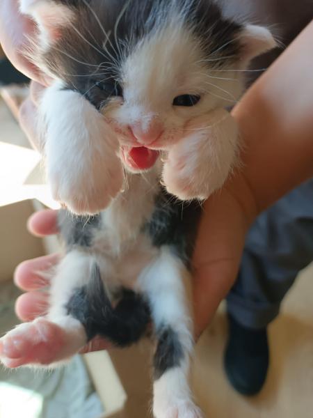 Europäische Hauskatze