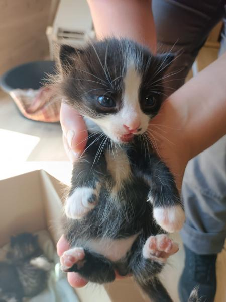 Europäische Hauskatze