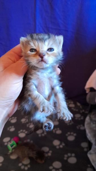 Europäische Hauskatze