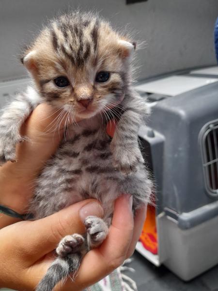 Europäische Hauskatze