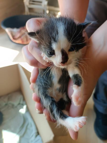 Europäische Hauskatze