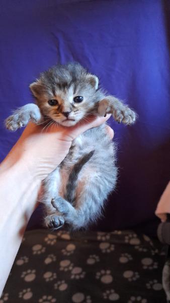 Europäische Hauskatze