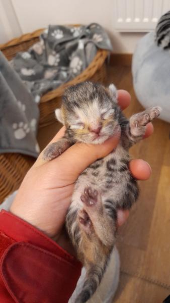 Europäische Hauskatze