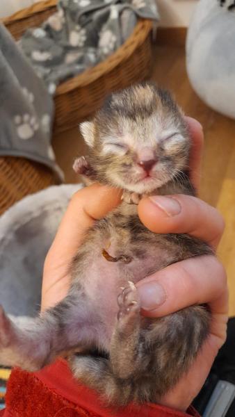 Europäische Hauskatze