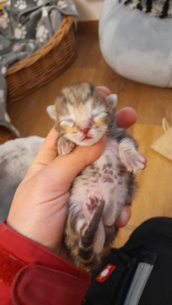 Europäische Hauskatze