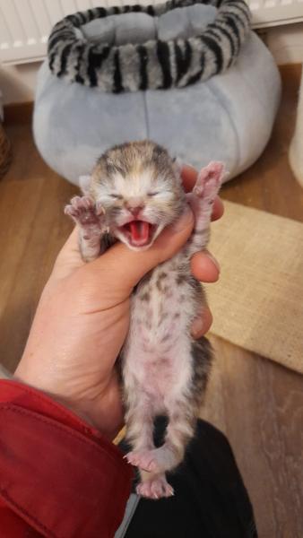 Europäische Hauskatze