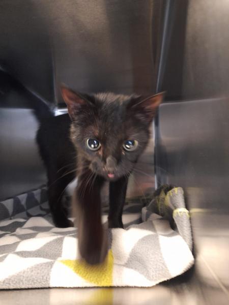 Europäische Hauskatze