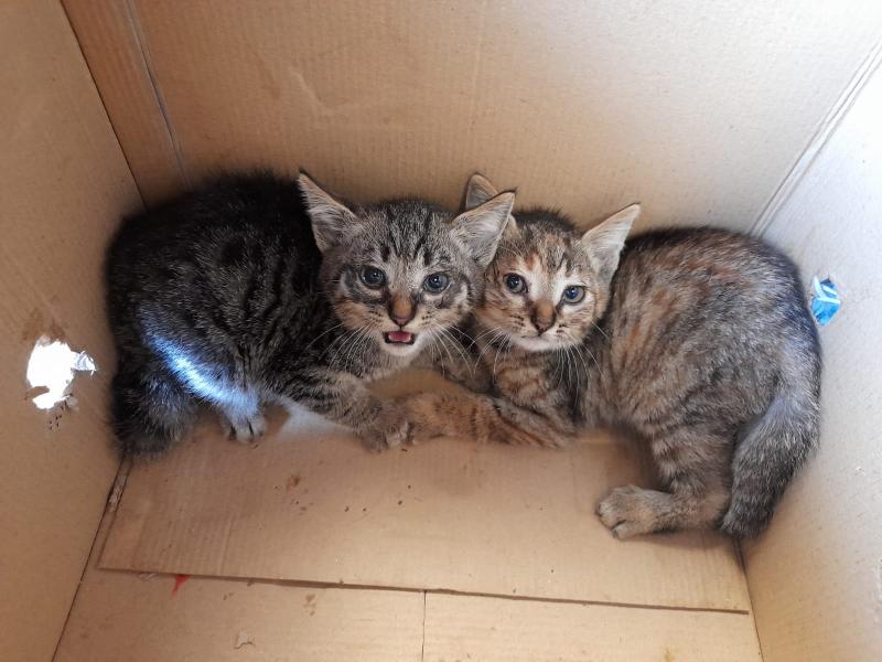 Europäische Hauskatze