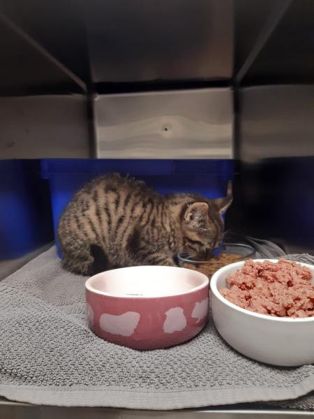 Europäische Hauskatze