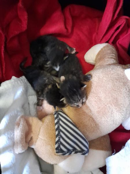 Europäische Hauskatze