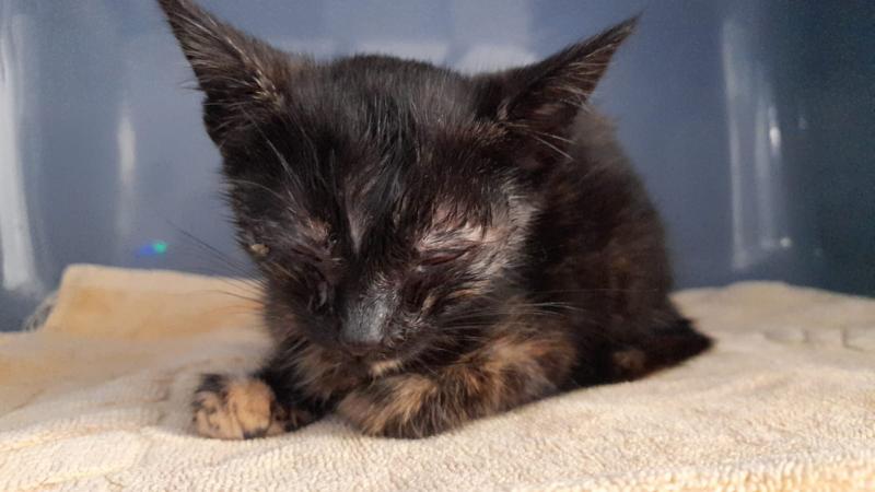 Europäische Hauskatze