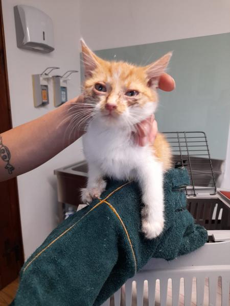 Europäische Hauskatze