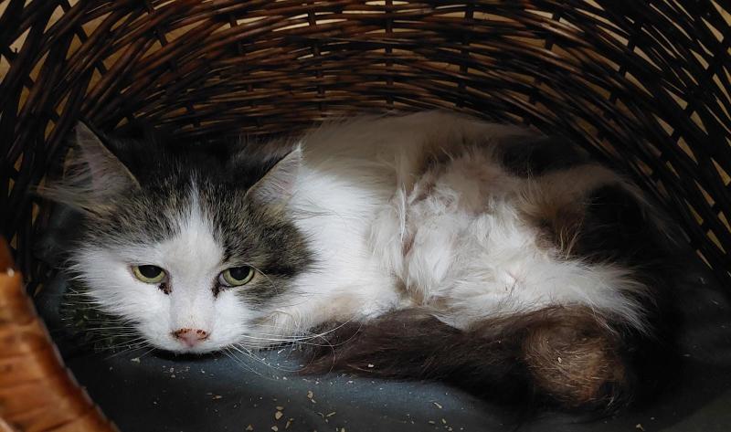 Europäische Hauskatze