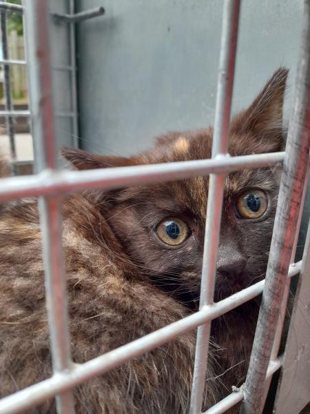 Europäische Hauskatze