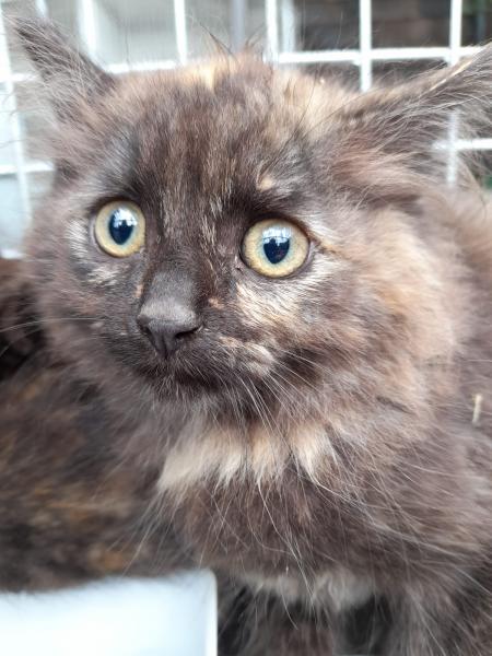 Europäische Hauskatze