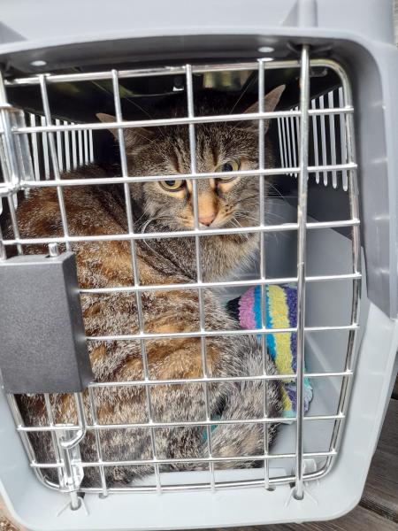 Europäische Hauskatze