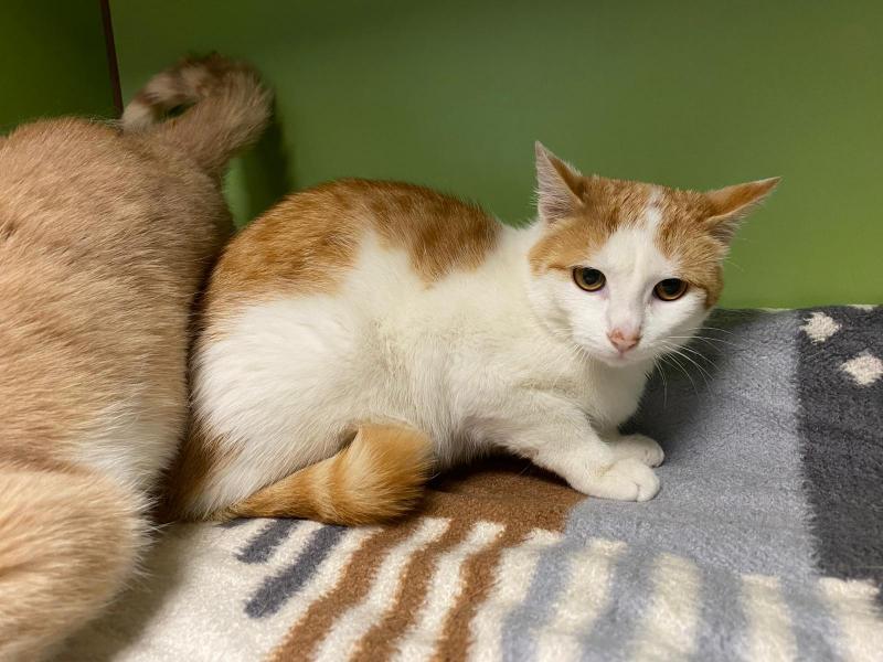 Europäische Hauskatze