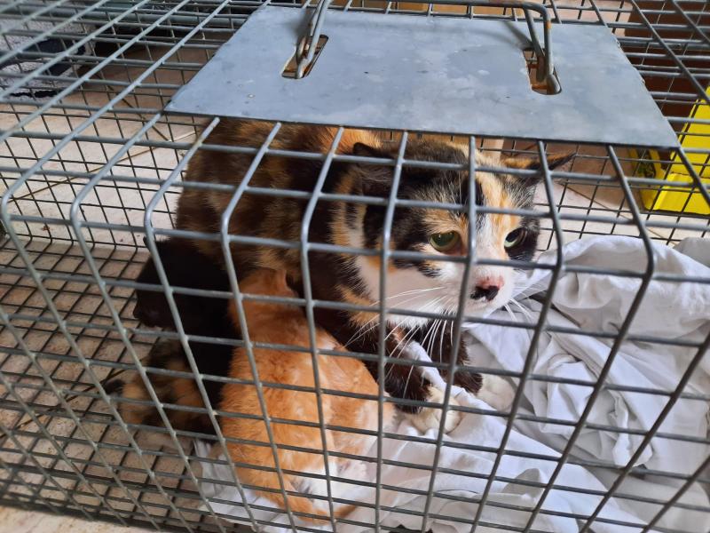 Europäische Hauskatze