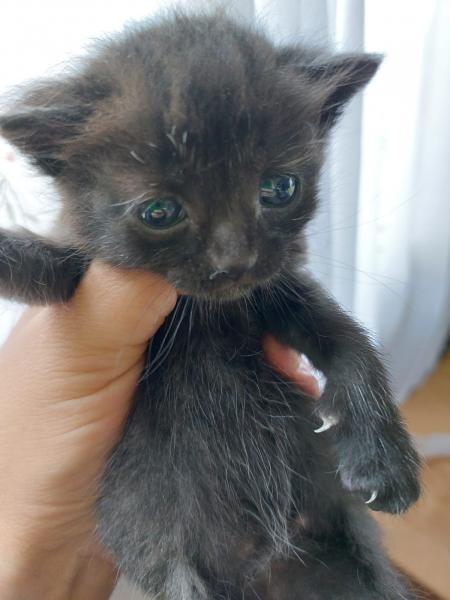 Europäische Hauskatze