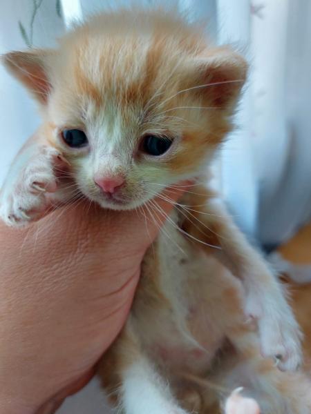 Europäische Hauskatze