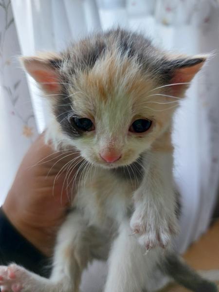 Europäische Hauskatze