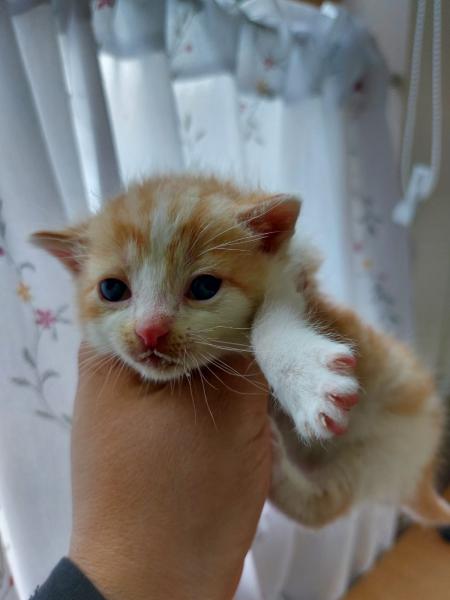 Europäische Hauskatze