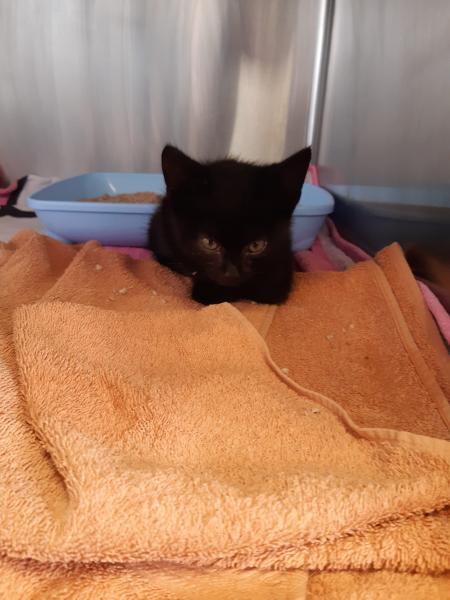 Europäische Hauskatze