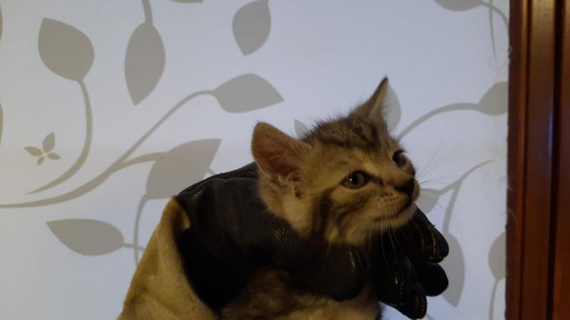 Europäische Hauskatze