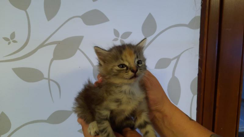 Europäische Hauskatze