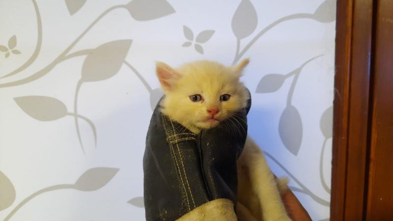 Europäische Hauskatze