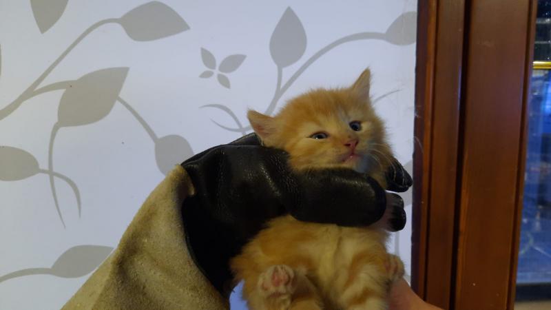 Europäische Hauskatze