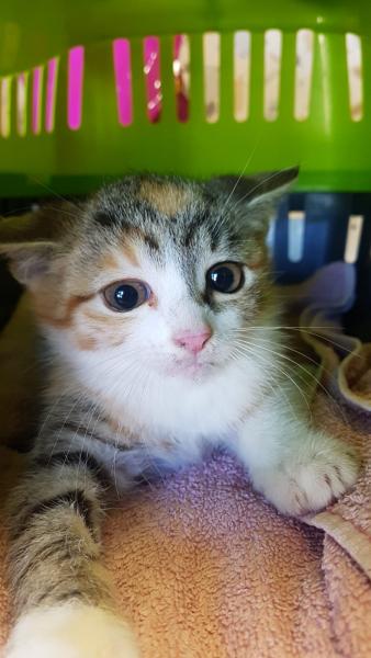 Europäische Hauskatze