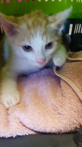 Europäische Hauskatze