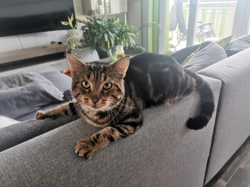 Europäische Hauskatze